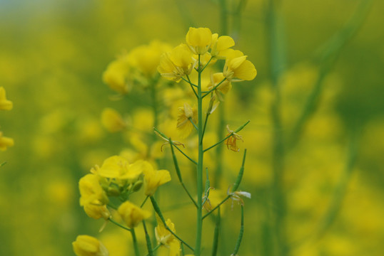 油菜花
