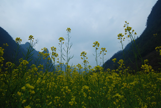 油菜花