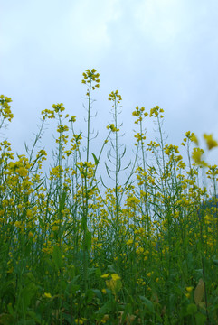 油菜花