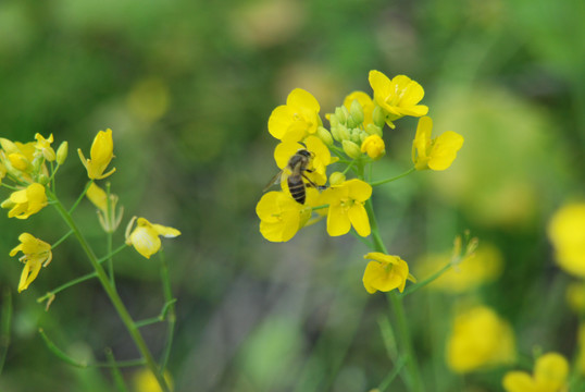 蜜蜂油菜花