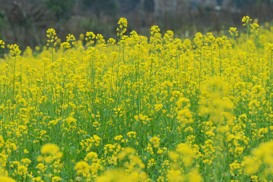 油菜花