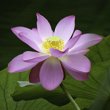 红荷花