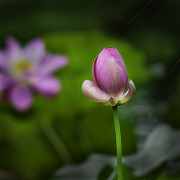 红荷花