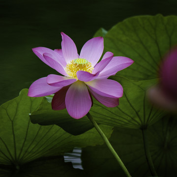 红荷花
