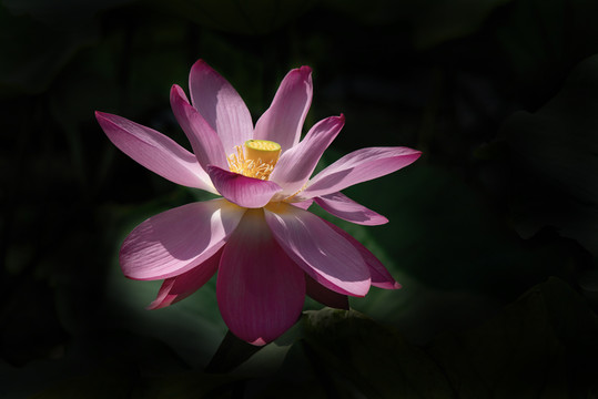 红荷花