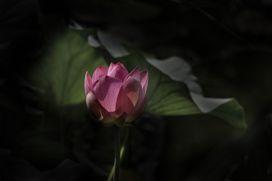 红荷花
