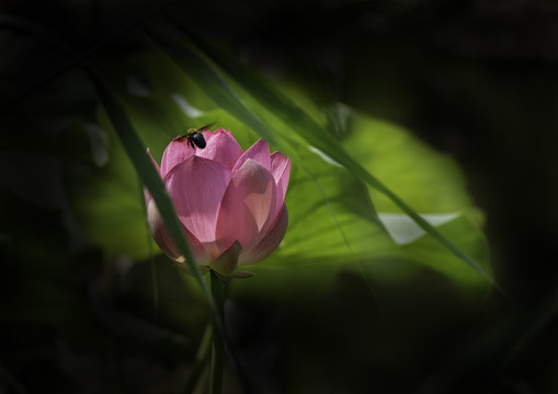 红荷花