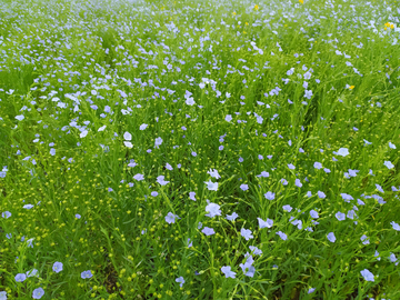 花草风景