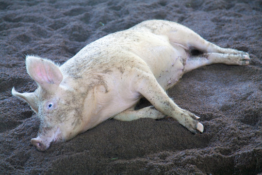 生态猪圈养猪