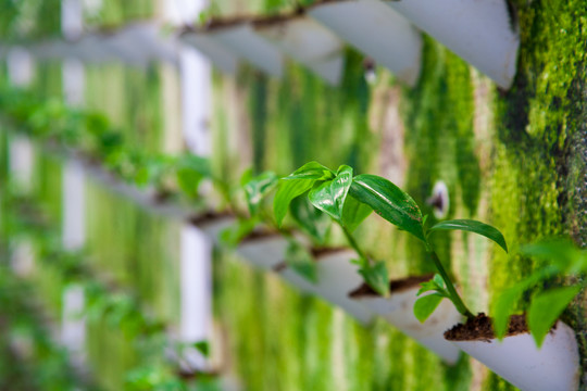 科学生态种植菜园