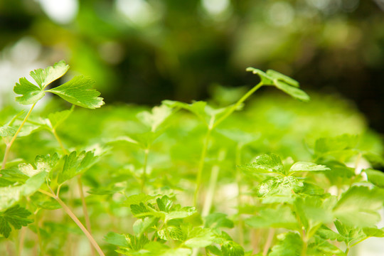 科学生态种植菜园