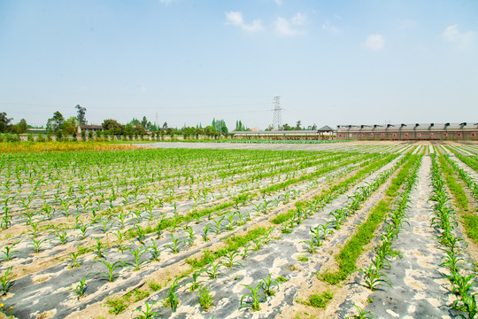 科学生态种植菜园