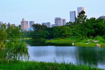 湖畔绿草风景