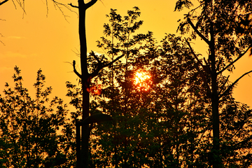 黄昏夕阳树林