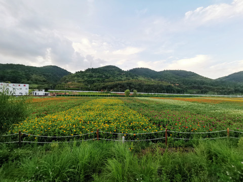 陕北南泥湾花海