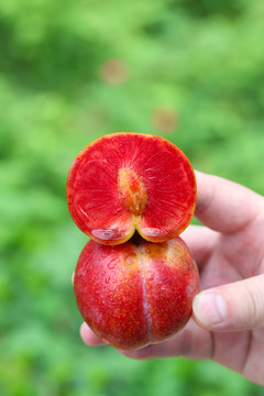 芙蓉李