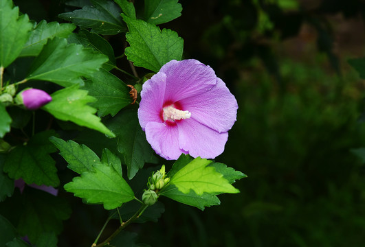 木槿花