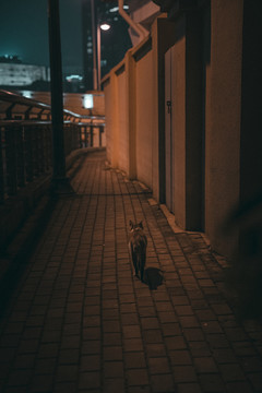 街道上的小猫