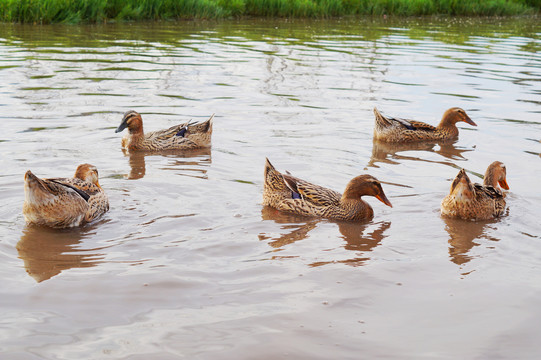 池塘放养鸭