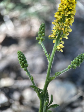 龙芽草