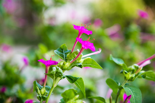 紫茉莉