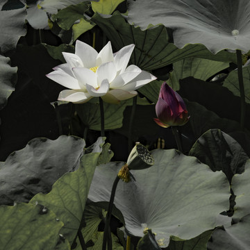 荷花