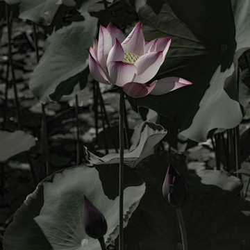 荷花