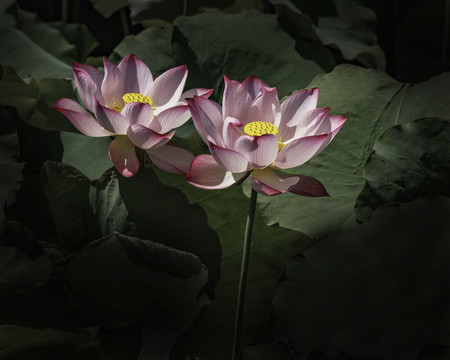 荷花