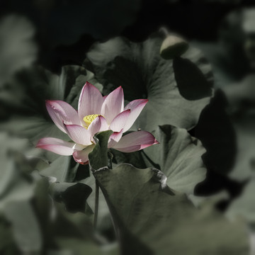 红荷花
