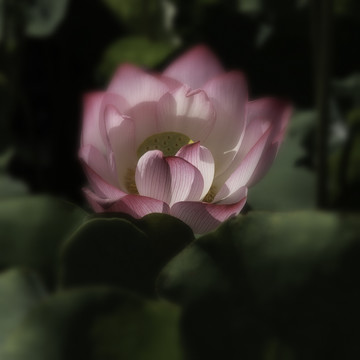 红荷花
