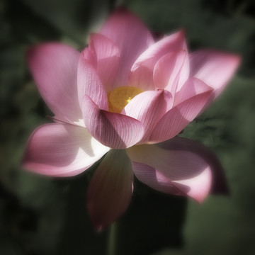 红荷花