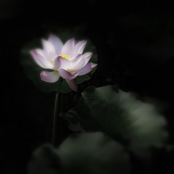 红荷花