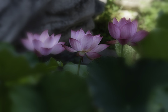 红荷花