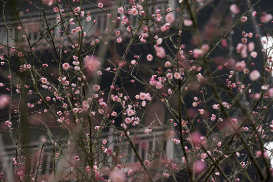 永州白石山公园里盛开的桃花