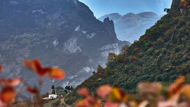 巫峡红叶