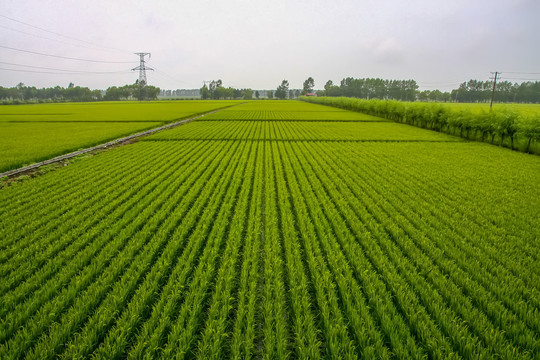 苗期水稻