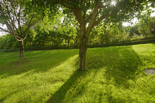 阳光草坪和树木