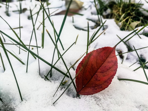 红叶雪地