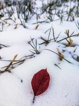 雪地红叶