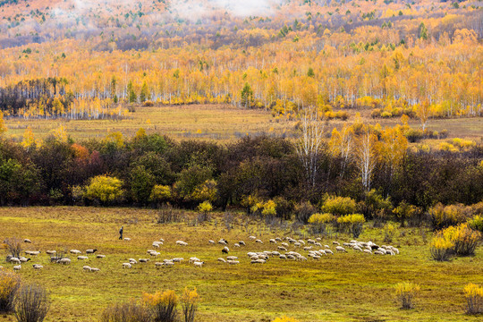 秋季草原羊群森林