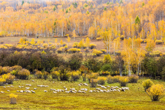 秋季白桦林羊群