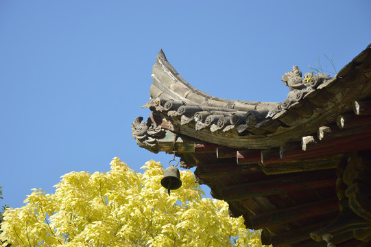 建筑与叶子