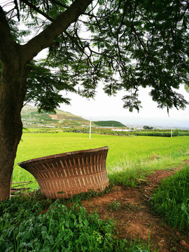 田园风光大树背景