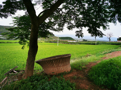 田园风光大树背景