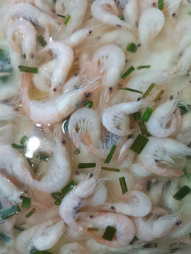 盐水虾