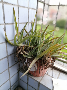 芦荟盆栽