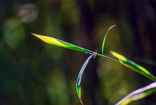 小草