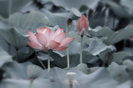 禅意荷花