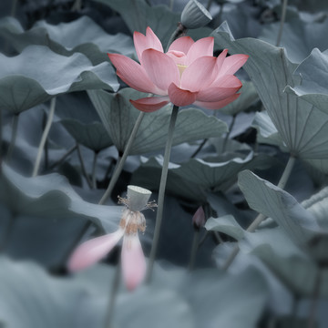 禅意荷花