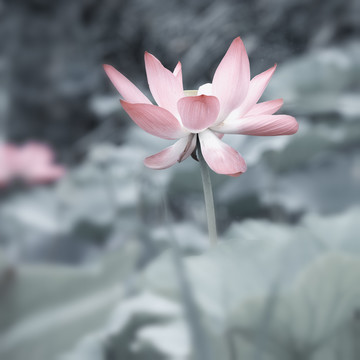 禅意荷花